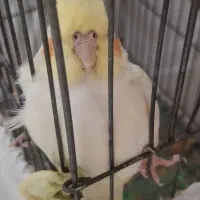 دو عدد عروس هلندی نرو ماده