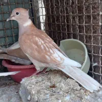 پرنده خانگی|پرنده|خاش, |دیوار