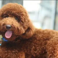 پودل مینیاتور ۲ساله نر