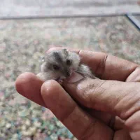 فروش همستر مینیاتوری|حیوانات مزرعه|کرمان, |دیوار