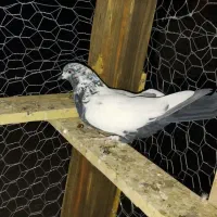 کبوترپرشی|پرنده|میلاجرد, |دیوار