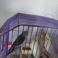 فروش عروس هلندی