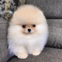 توله سگ پامر/ پامرانین خرسی (اورجینال)|سگ|تهران, وردآورد|دیوار