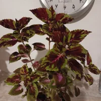 گل حسن یوسف و گل قاشقی|گل و گیاه طبیعی|گوگان, |دیوار