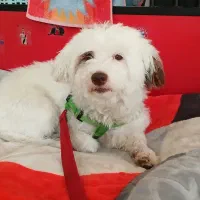 سگ نژاد دار ماده سالم و سرحال|سگ|کهریزک, |دیوار