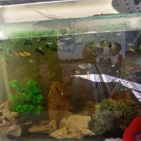 فروش ماهی گوپی ومولی|ماهی|شیراز, سعدیه شمالی|دیوار