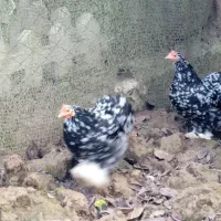 تعدادی مرغ کوشین به علت شلوغی|حیوانات مزرعه|رودبنه, |دیوار