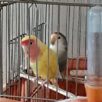 طوطی برزیلی