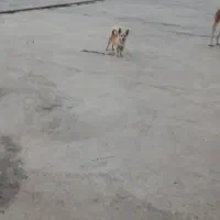 سگ پاکوتاه نر