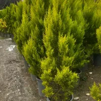 کارگر ساده جهت باغبانی