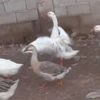 قو غاز|حیوانات مزرعه|احمدسرگوراب, |دیوار