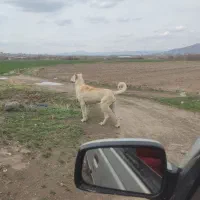 سگ ماده سرابی