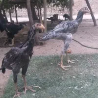 جوجه لاری طوسی|حیوانات مزرعه|تهران, شهرک ولیعصر شمالی|دیوار