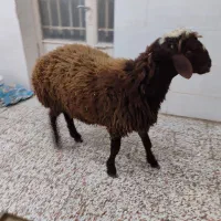 قصابی در منزل|خدمات پذیرایی، مراسم|مشهد, ایثار|دیوار