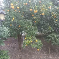 پرتغال ونارنگی وپرتقال خونی فروش فوری|خوردنی و آشامیدنی|سلمان‌شهر, |دیوار