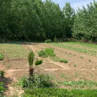 فروش زمین روستایی 500متری بر اصلی جاده مسکونی