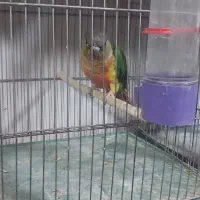 طوطی گیرنچیک