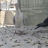 کبوتر خط سفید