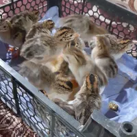 جوجه شاخدار ی‌|حیوانات مزرعه|خاش, |دیوار