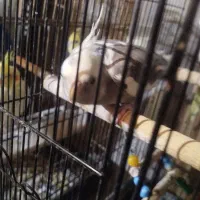 عروس هلندی و مرغ عشق