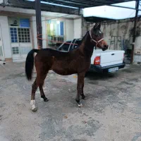 اسب نریان کره یکساله