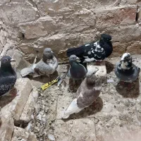 کفتر پلاکی اصل