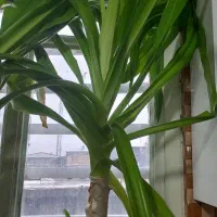 گل سوسن باپاجوش