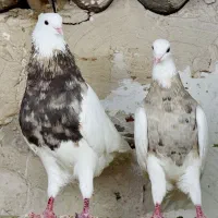 طوقی نسل اصیل