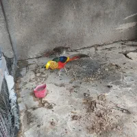 خروس و مرغ بلژیکی