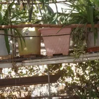 تعدادی گل باقیمت مناسب|گل و گیاه طبیعی|اسلامشهر, مسکن مهر اسلاشهر (شهرک امام خمینی)|دیوار