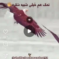 مدارک‌پیداشده‌به‌نام‌ملااحمدی