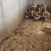 حراج فوری غاز تخمگذار و جوان(دزدگیر)