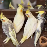 جوجه عروس هلندی|پرنده|تهران, نارمک|دیوار