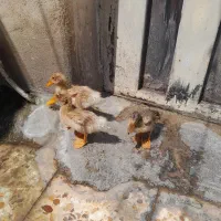 جوجه اردک
