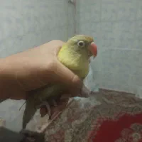 کوتوله نر اماده