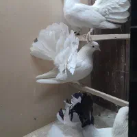 کفتر دم چتری