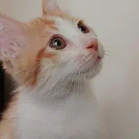 واگذاری موقت بچه گربه
