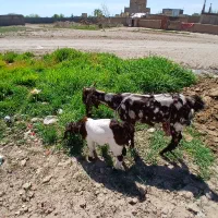 بز پاکستانی