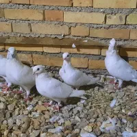 فروش یا معاوضه