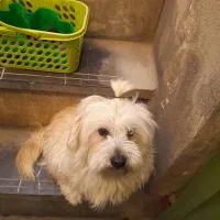 سگ پاکوتاه فروشی