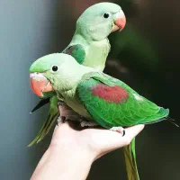 جوجه شاه طوطی سرلاکی ودونخور