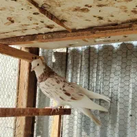 کفترسرور گنجه|پرنده|تهران, مشیریه|دیوار