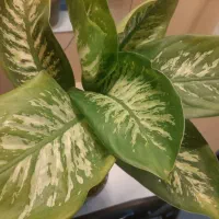 گیاه دیفن باخیا