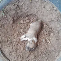 سگ حمال
