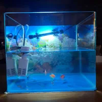آکواریوم شیشه خم + ۷ عدد ماهی زیبا
