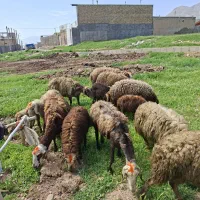میش بره