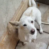 واگذاری سگ|سگ|آذرشهر, |دیوار