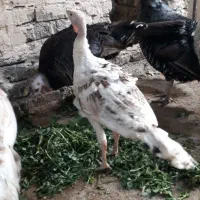 جوجه بوقلمون۴ ماهه محلی گوشت قرمز
