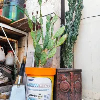 فروش دو عدد کاکتوس(صخرهای-آپونتیا)|گل و گیاه طبیعی|اقبالیه, |دیوار