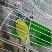 یک جفت مرغ عشق با تخم